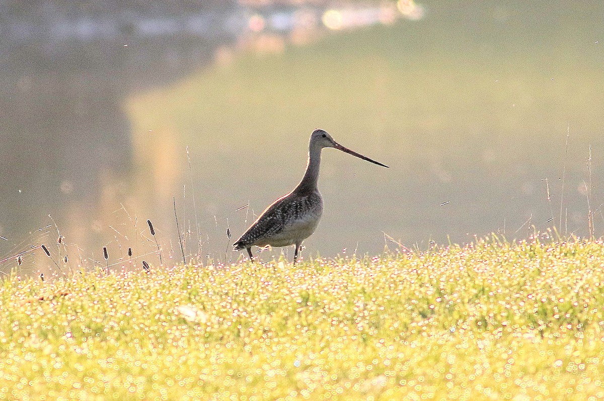 Marbled Godwit - ML257636841