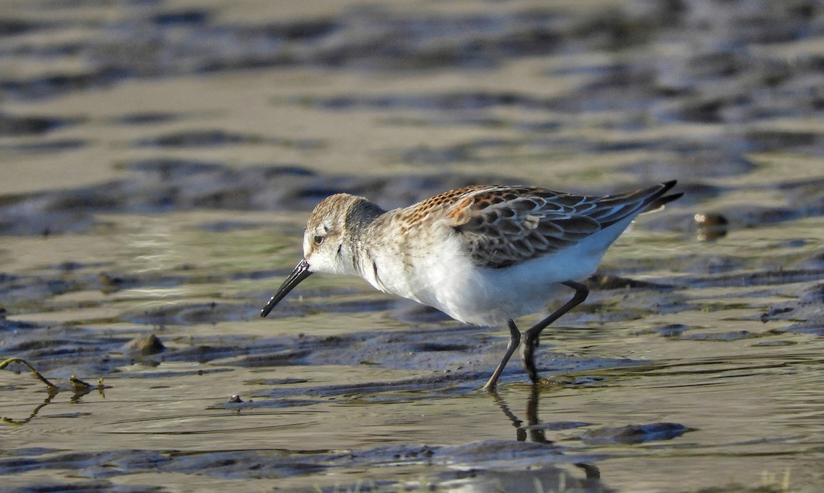 Western Sandpiper - Brodie Cass Talbott