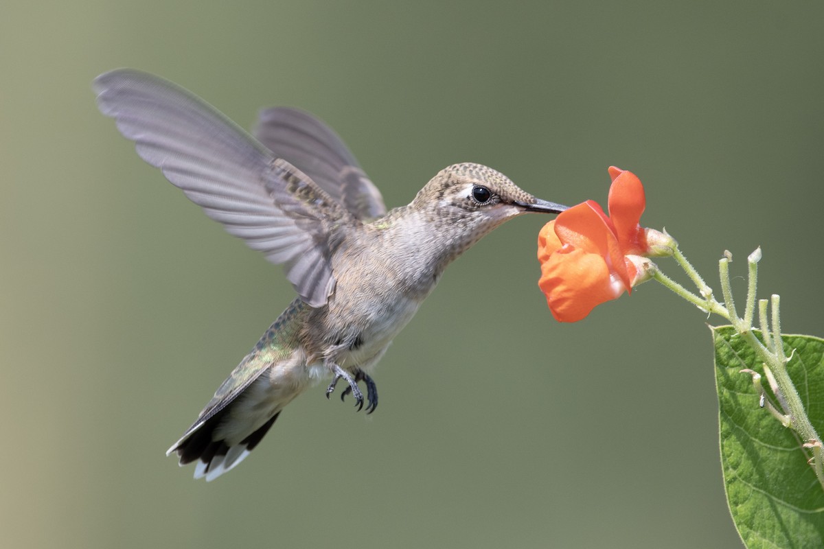 Black-chinned Hummingbird - Mason Maron