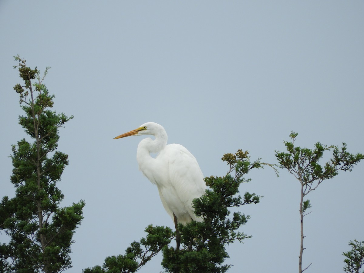 ダイサギ - ML257640861