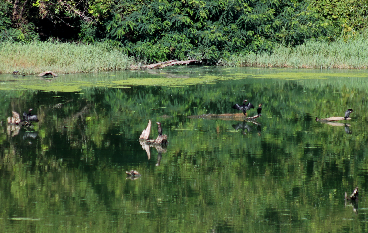 Pygmy Cormorant - ML257642431