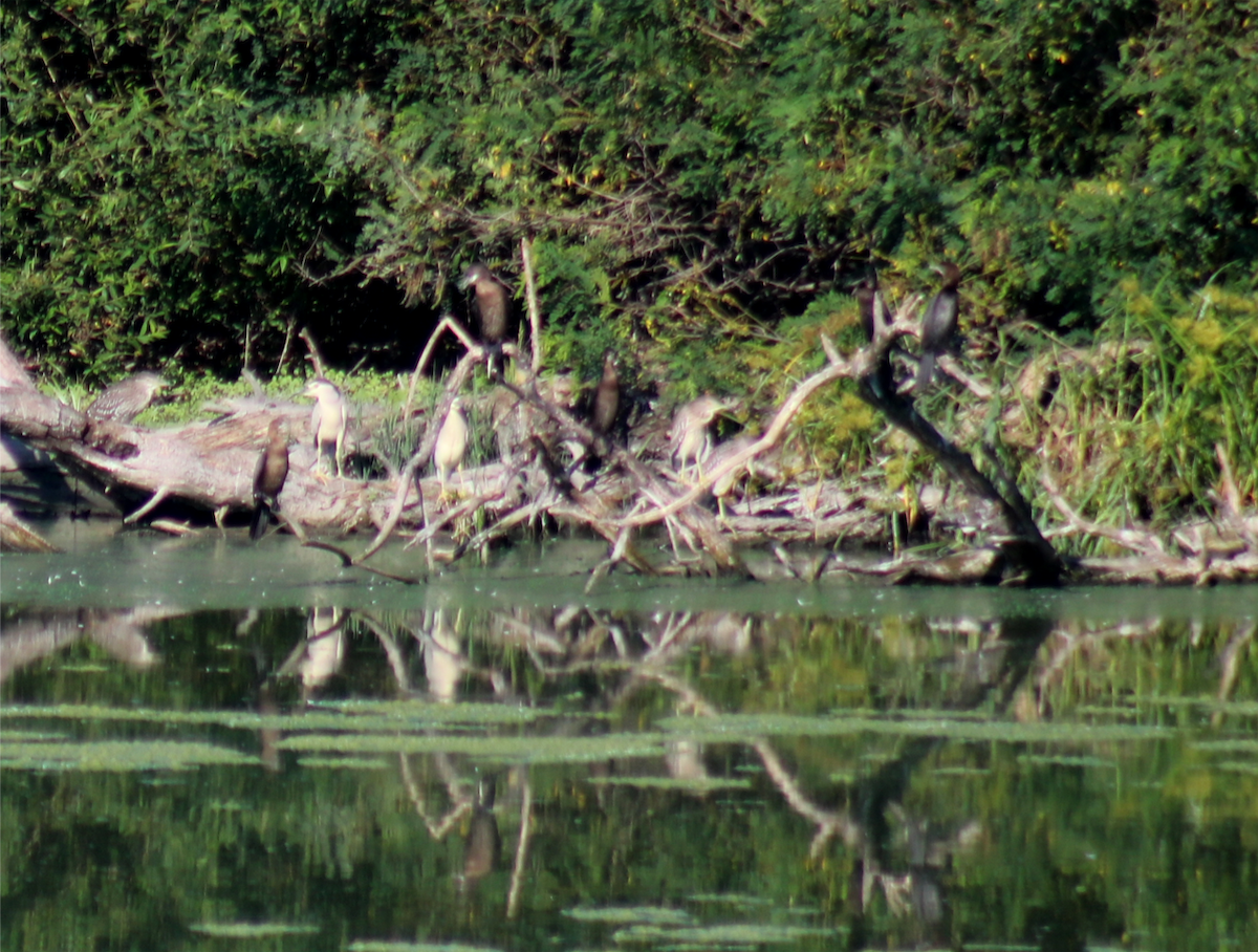 Pygmy Cormorant - ML257642461