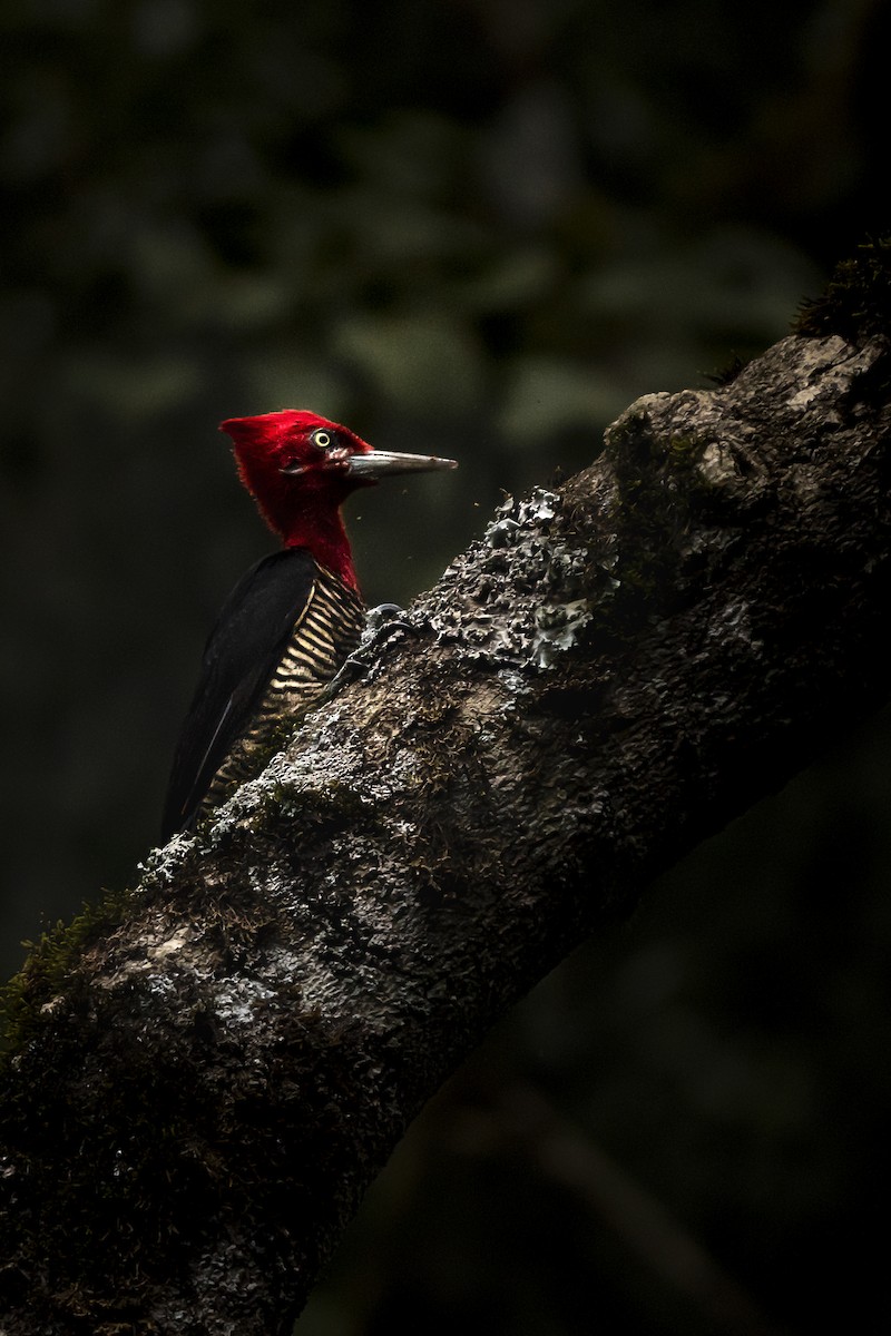 Robust Woodpecker - Paula Taraborelli