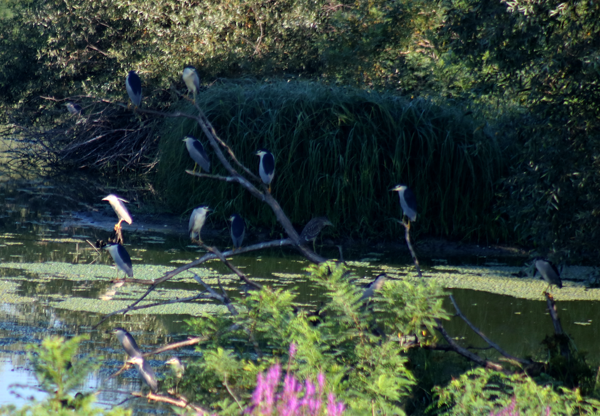 Black-crowned Night Heron - ML257642911