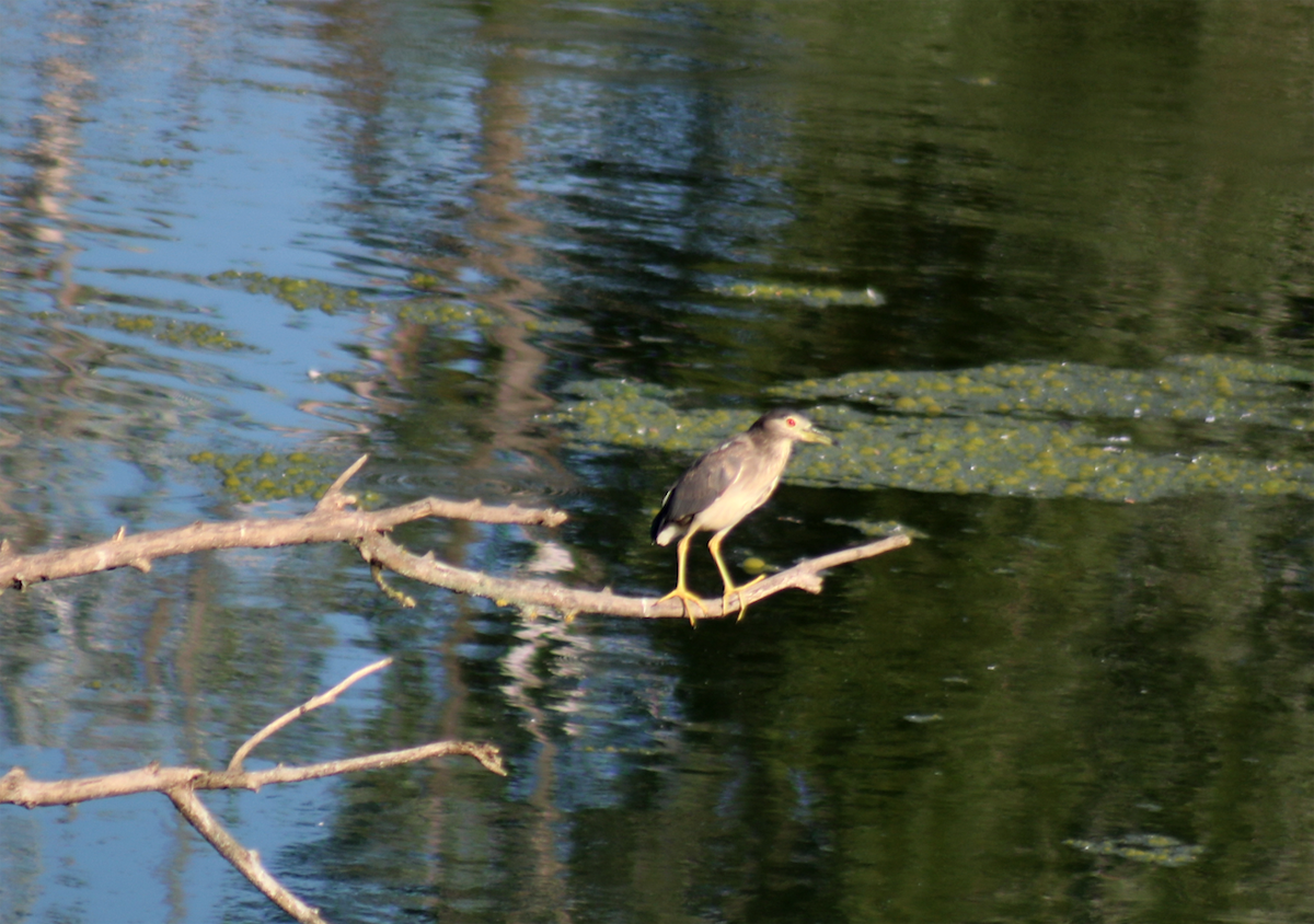 Black-crowned Night Heron - ML257642921