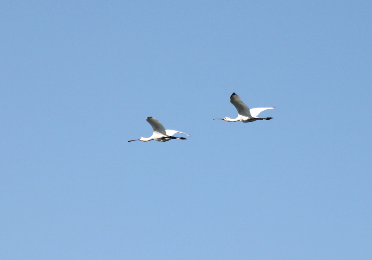 Eurasian Spoonbill - ML257643011