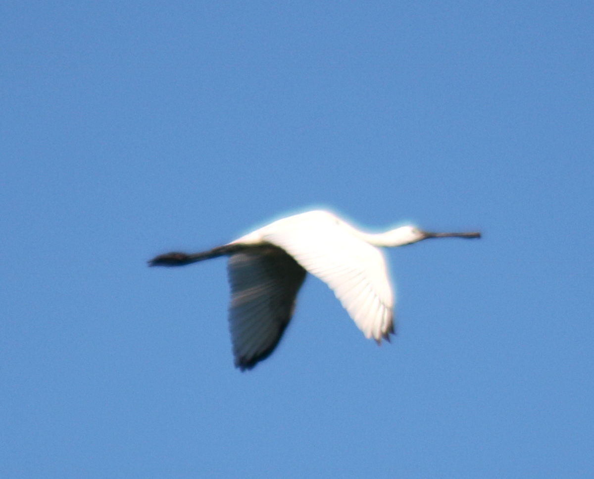 Eurasian Spoonbill - ML257643021