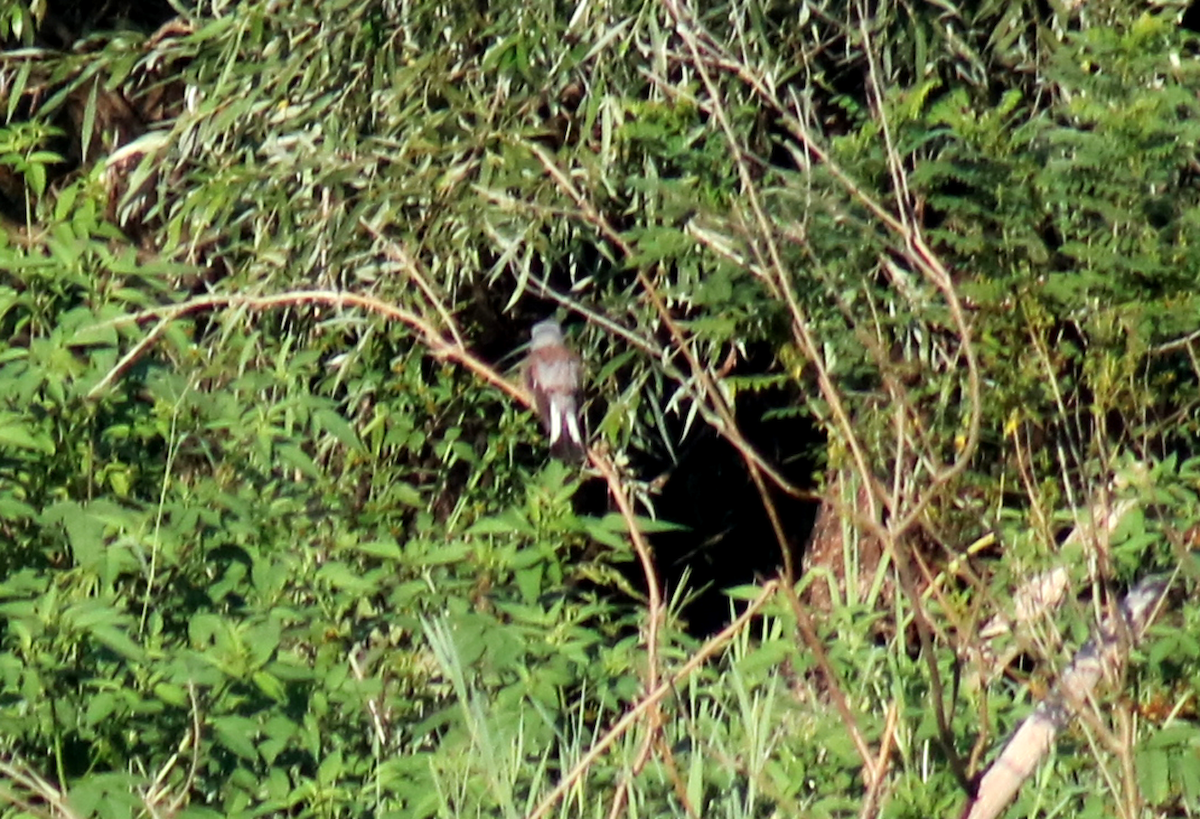 Red-backed Shrike - ML257643501