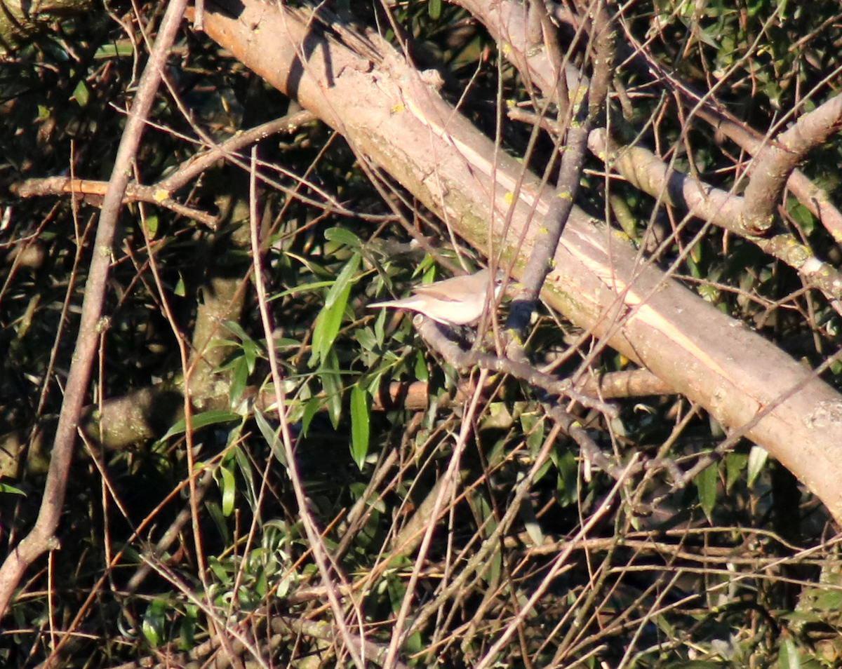 Lesser Whitethroat - ML257643551