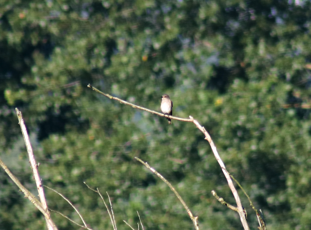 Spotted Flycatcher - ML257643601