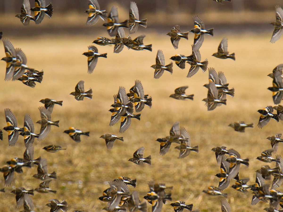 Brambling