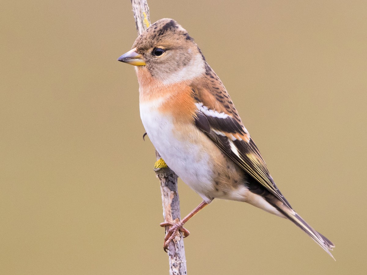 Female/immature male