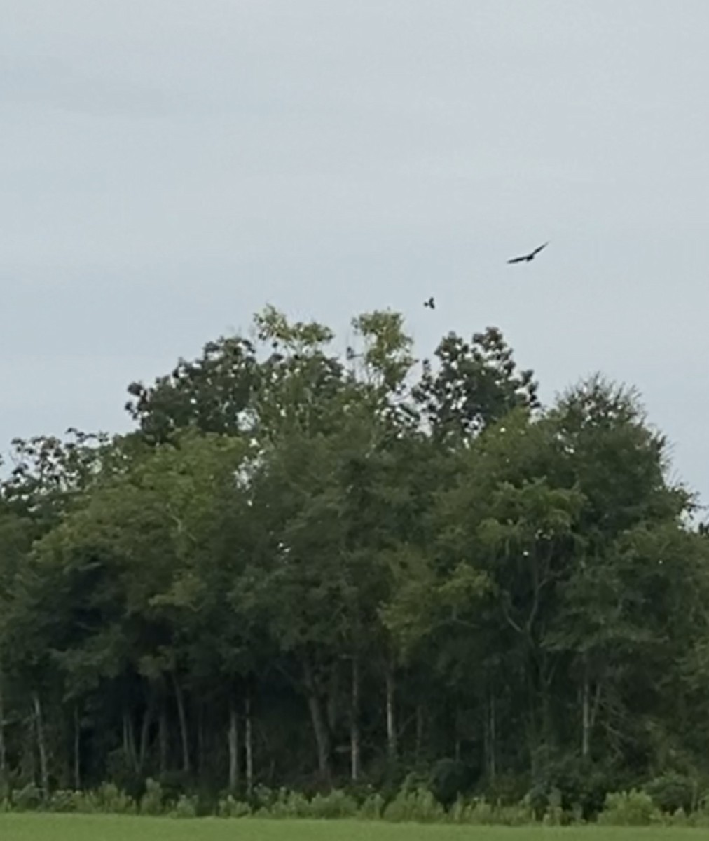 Cooper's Hawk - ML257645891