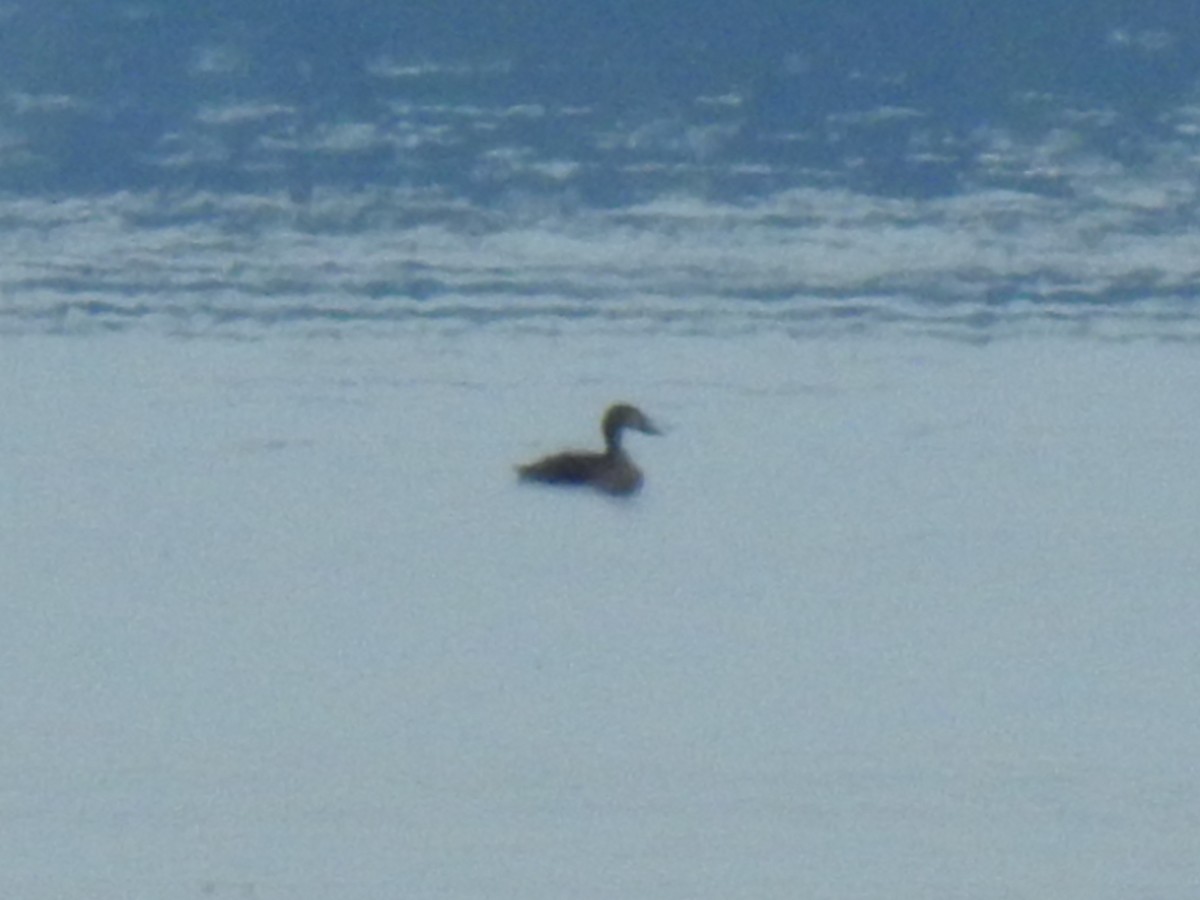 Common Eider - Steve Mierzykowski