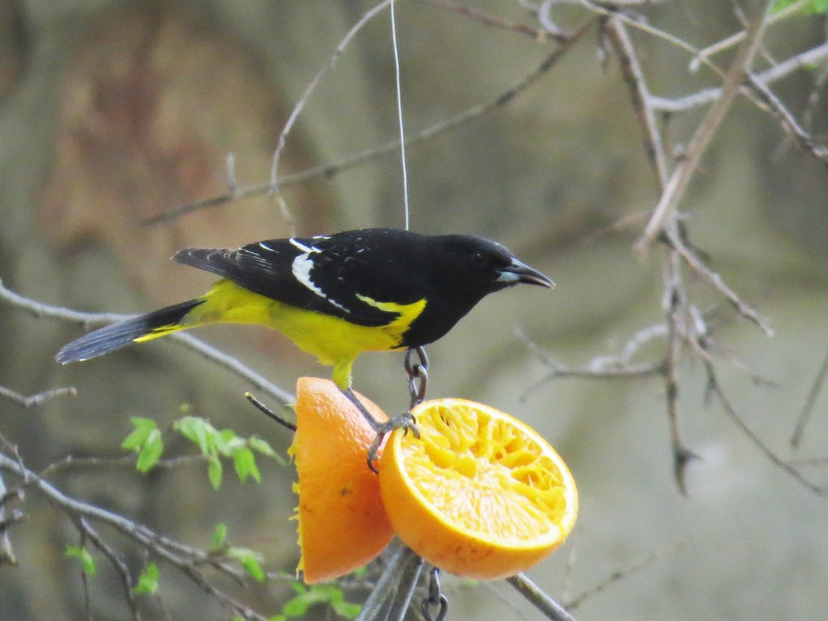 Scott's Oriole - ML257647221