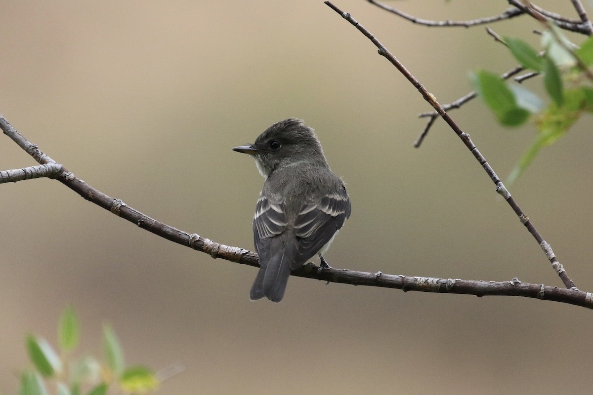 Western Wood-Pewee - ML257647371