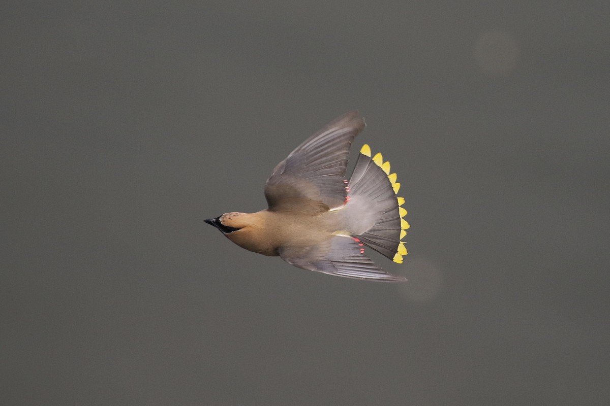 Cedar Waxwing - Russ Morgan