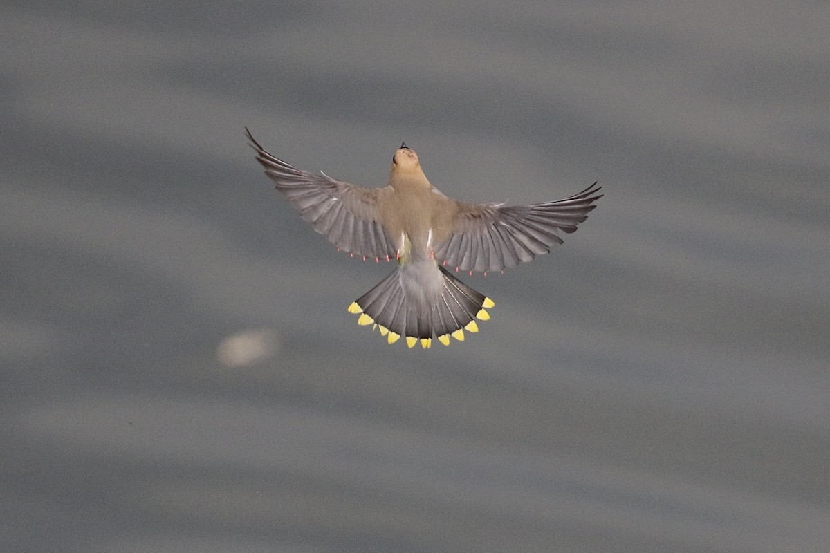 Cedar Waxwing - ML257647831