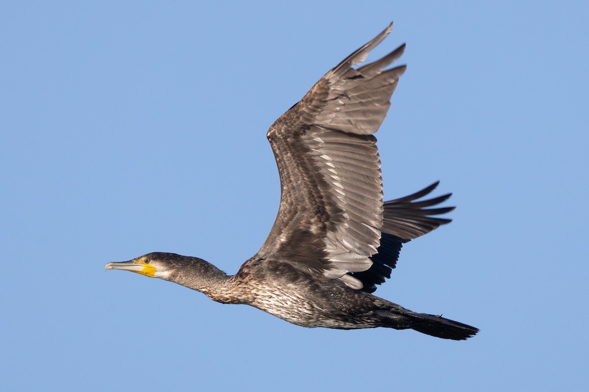 Great Cormorant - ML257651331