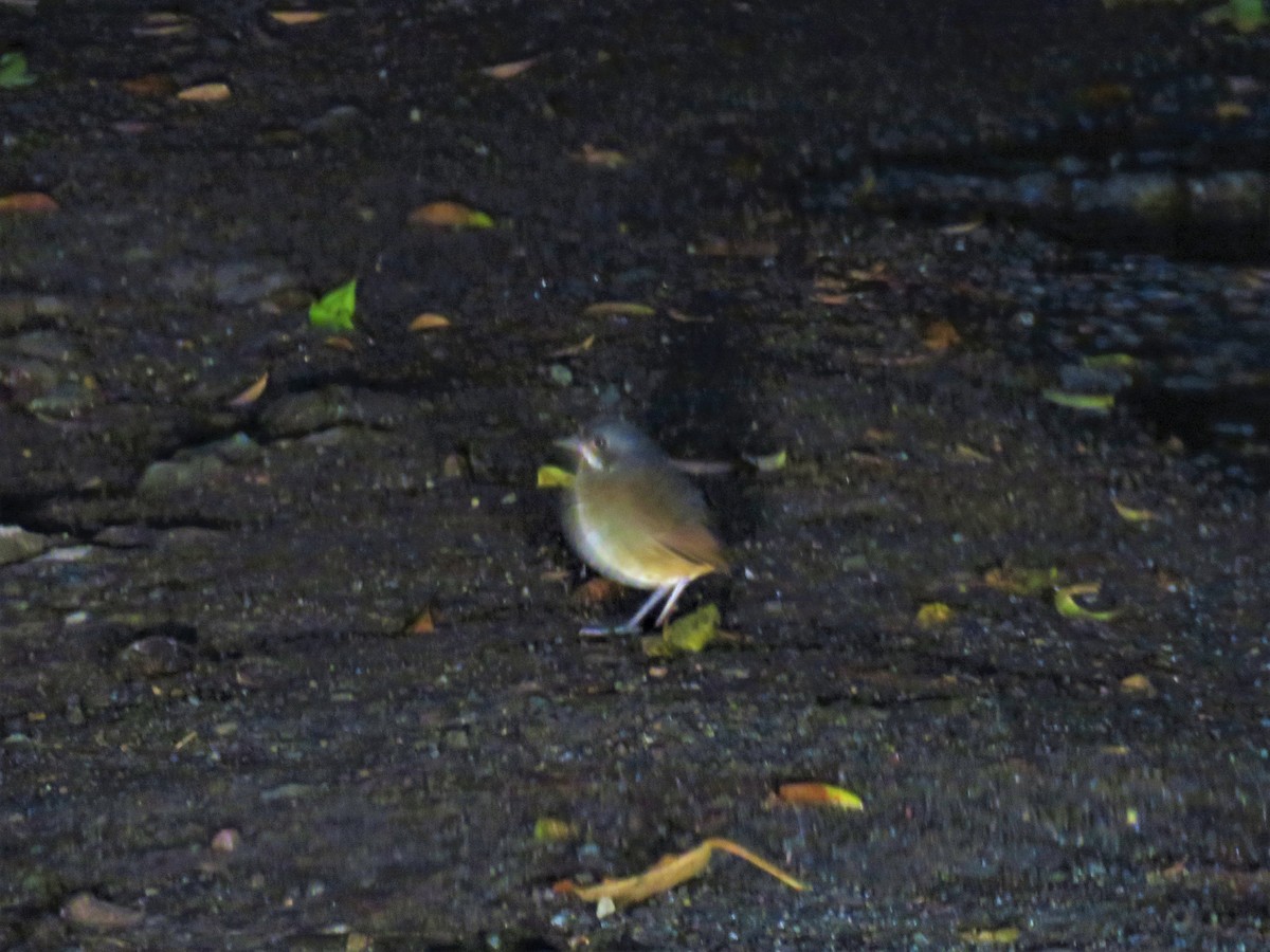 Moustached Antpitta - ML257652161
