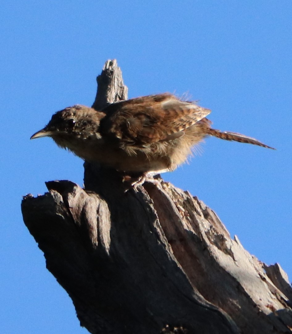 Carolina Wren - valerie heemstra