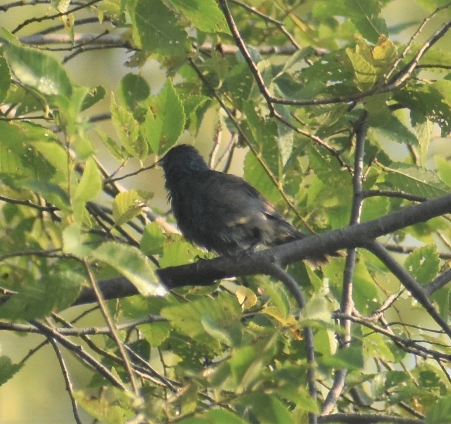 Indigo Bunting - ML257653191