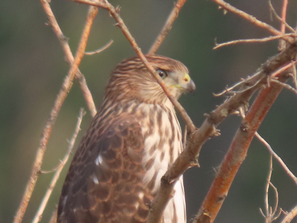 Cooper's Hawk - ML257654211