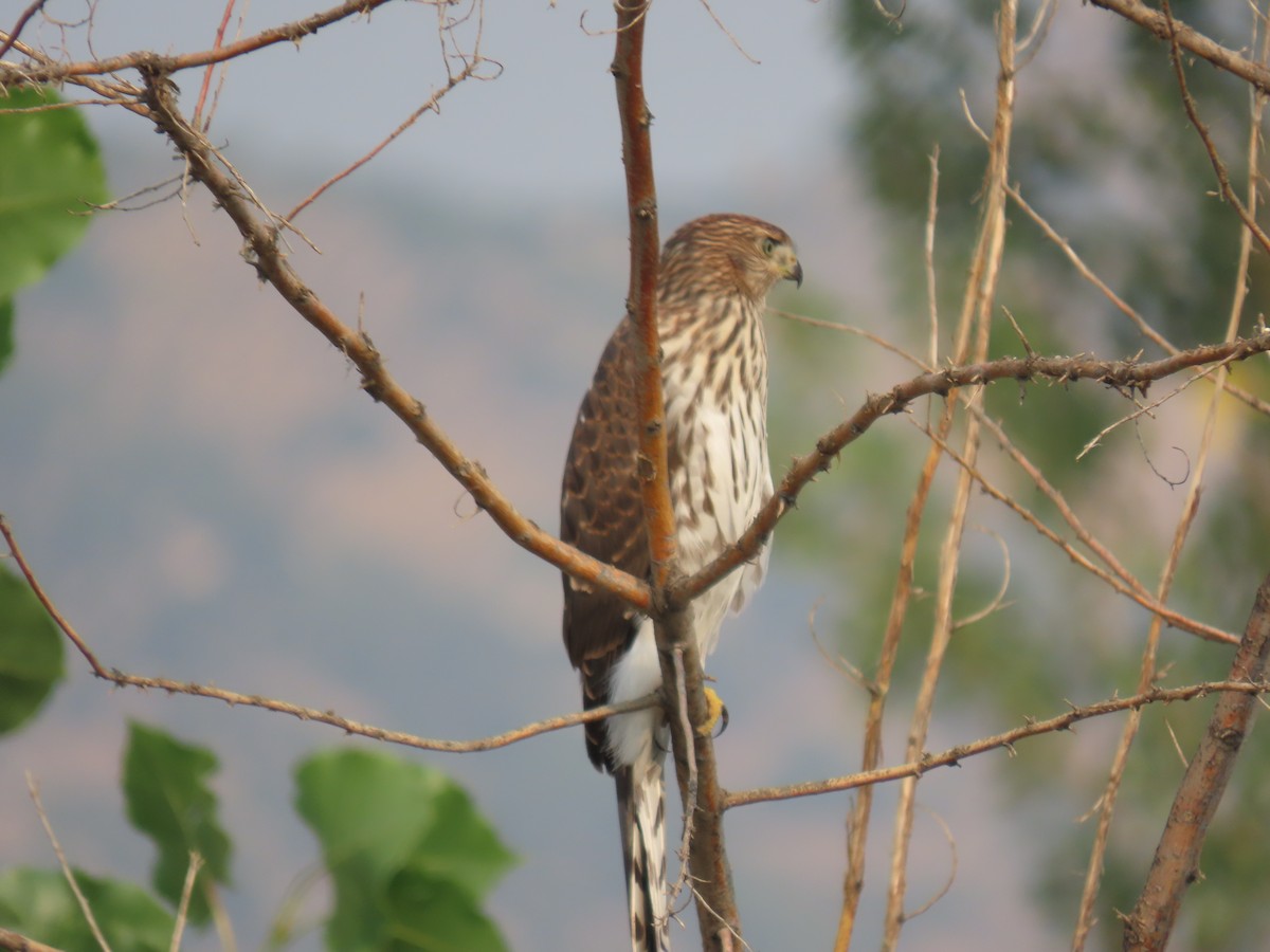 Cooper's Hawk - ML257654331