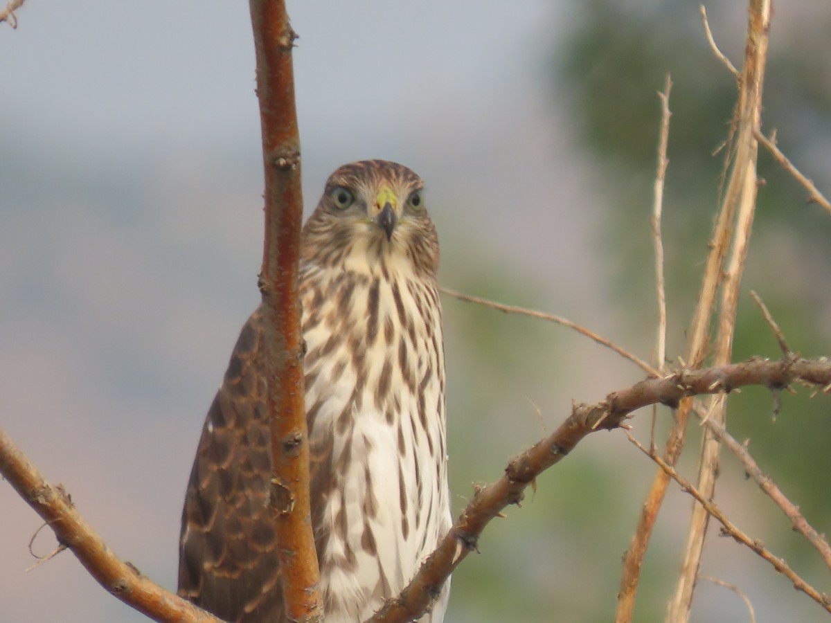 Cooper's Hawk - ML257654351