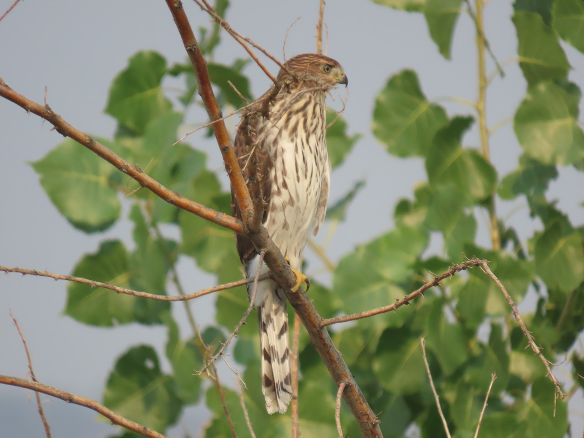 Cooper's Hawk - ML257654461