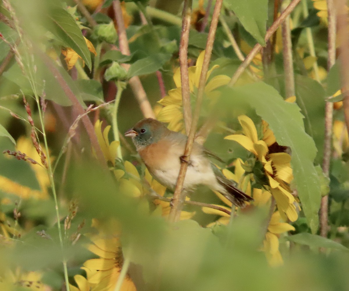 Lazuli Bunting - ML257654961