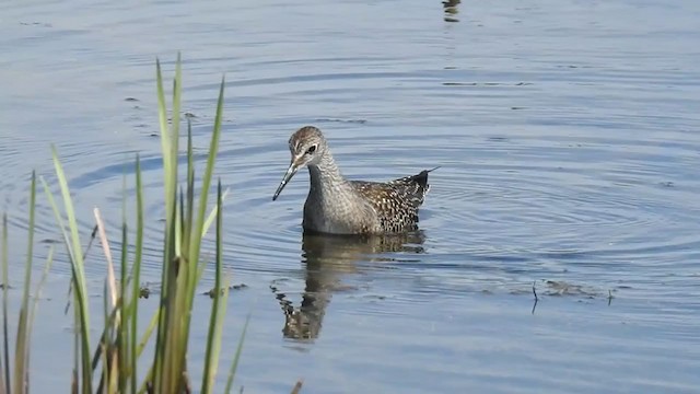 Lesser Yellowlegs - ML257656821