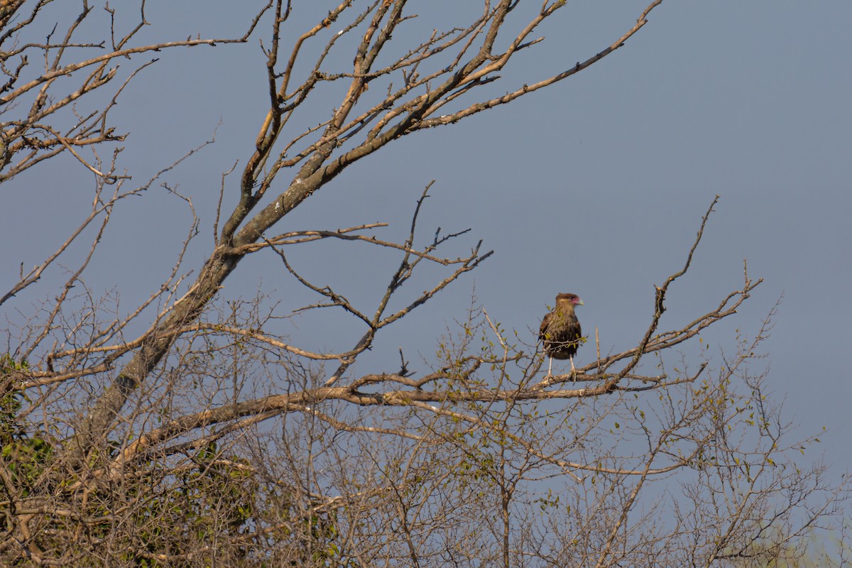 Caracara Carancho (sureño) - ML257658181