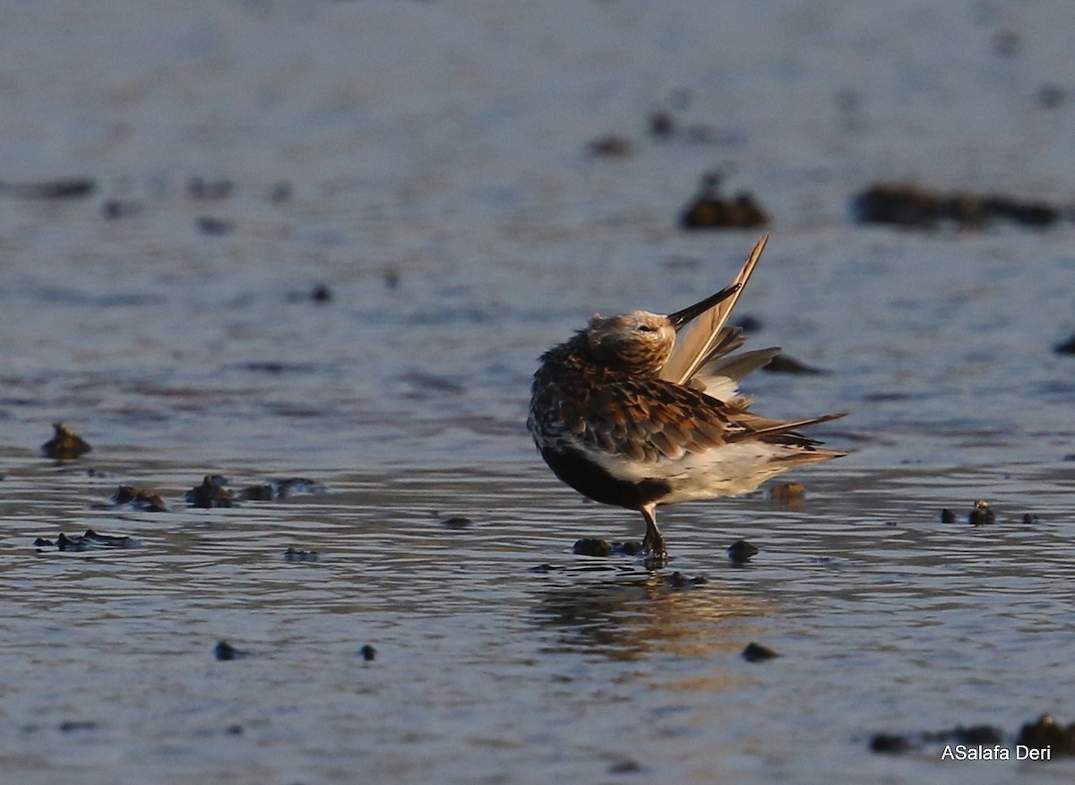 Dunlin - Fanis Theofanopoulos (ASalafa Deri)