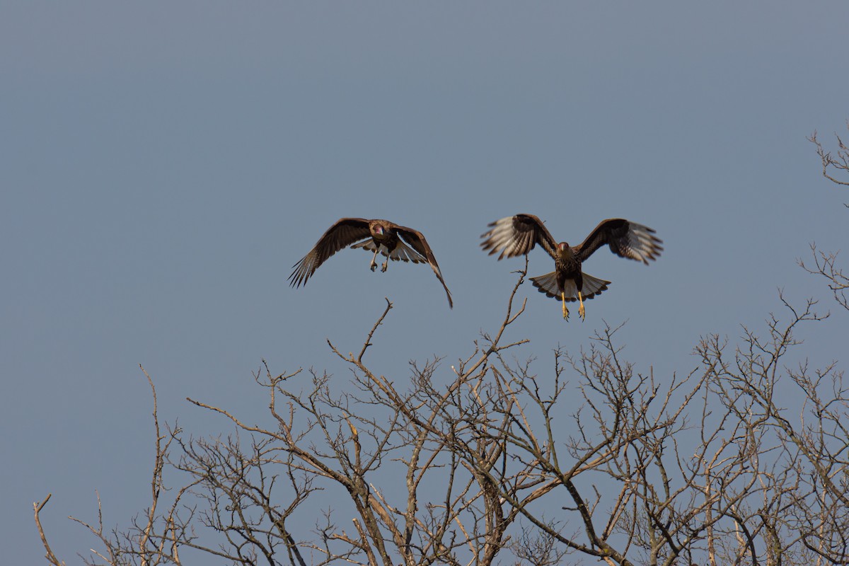 Caracara Carancho (sureño) - ML257658211