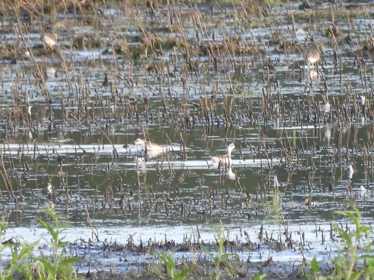 Red-necked Phalarope - ML257658611