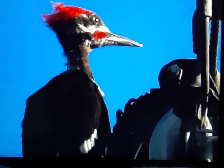 Pileated Woodpecker - Ann Satterfield