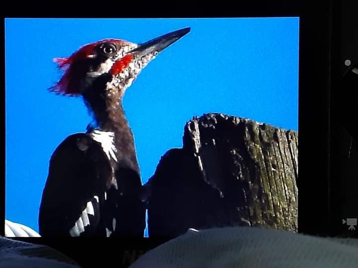 Pileated Woodpecker - Ann Satterfield