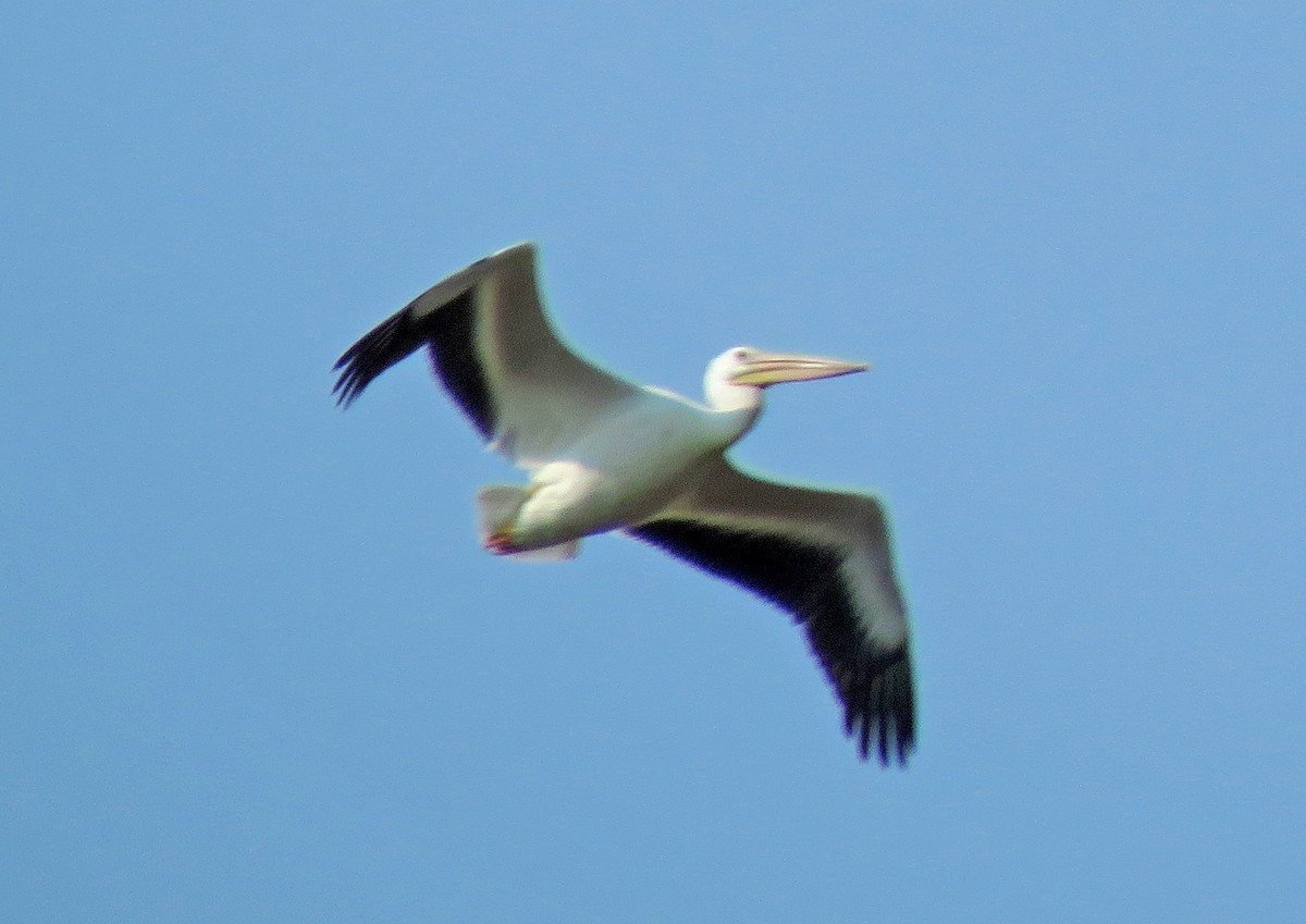 American White Pelican - ML257660031