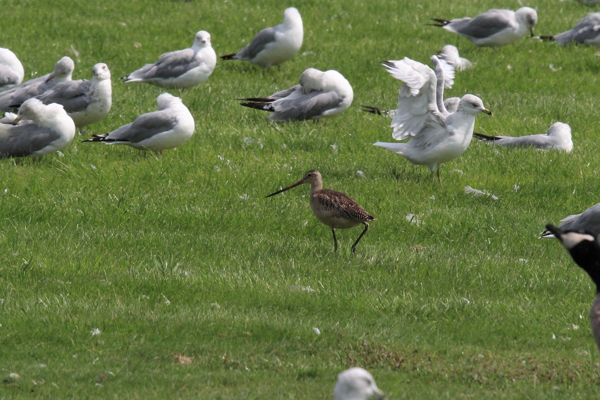 Marbled Godwit - ML257660721