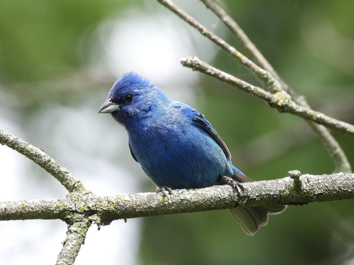 Indigo Bunting - ML257660991