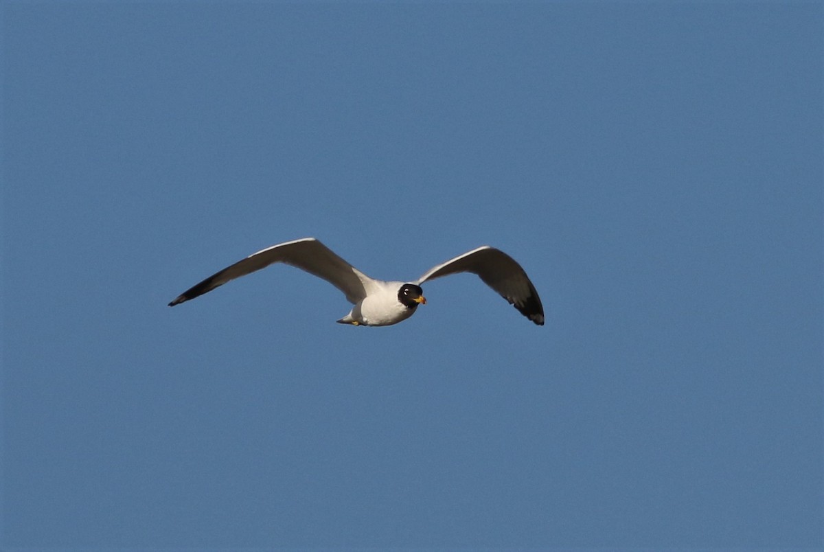 Pallas's Gull - ML257661631