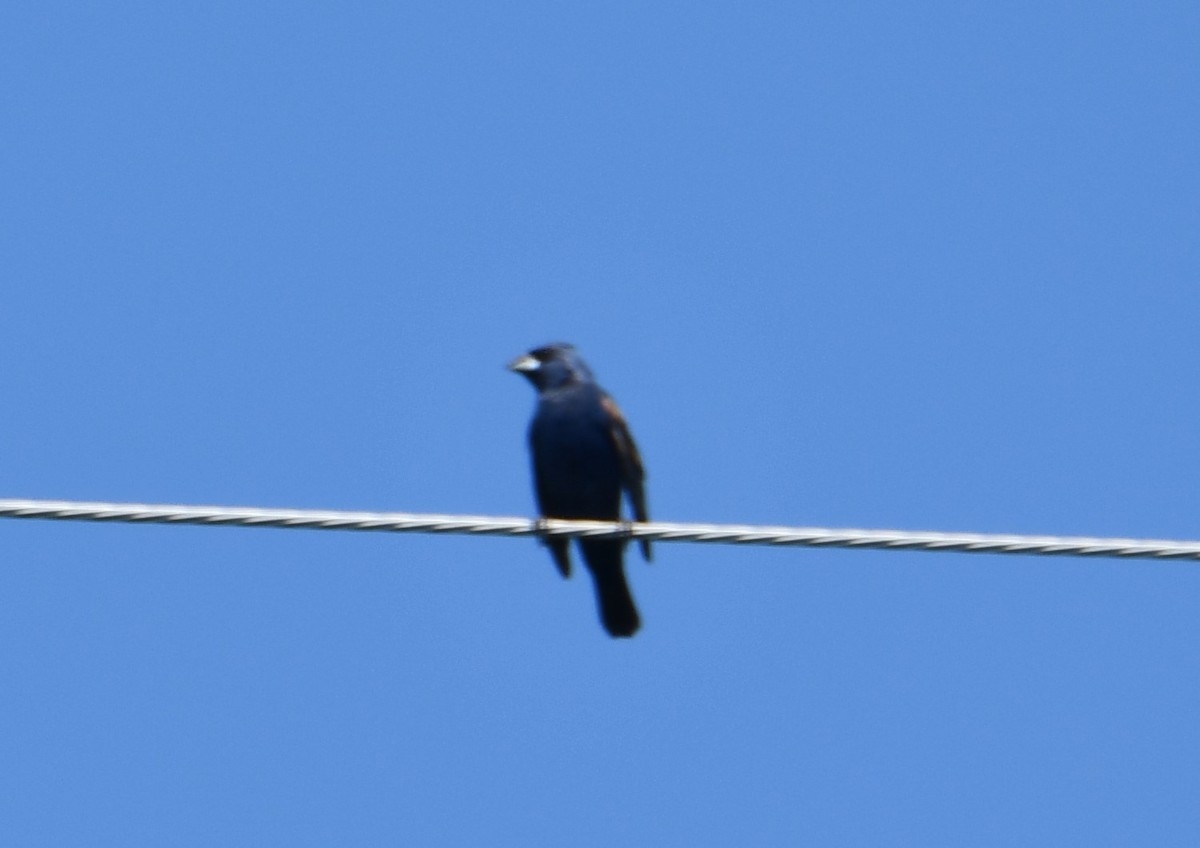 Blue Grosbeak - ML257662131