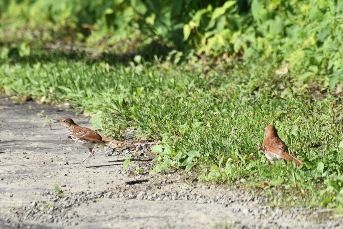 Brown Thrasher - ML257663441