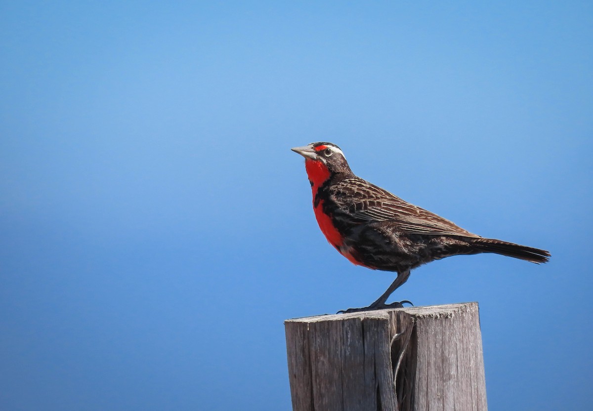 Long-tailed Meadowlark - ML257663671