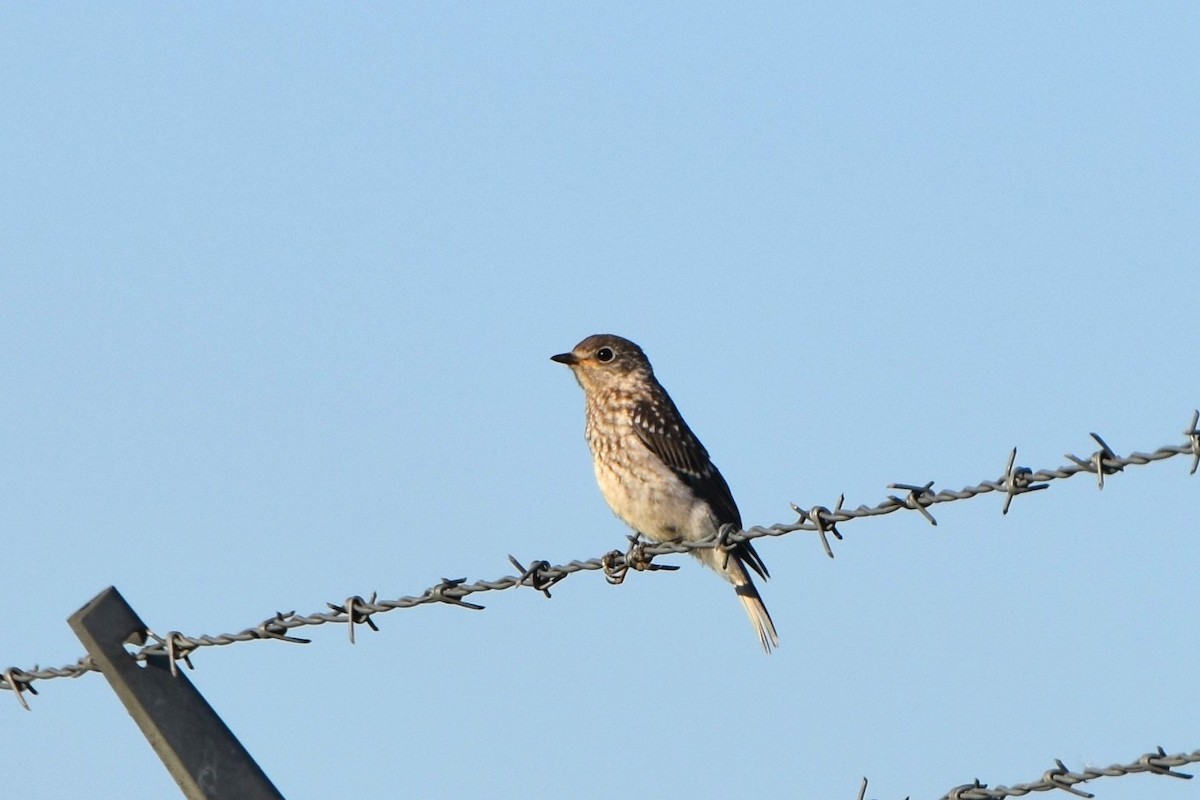Eastern Bluebird - irina shulgina