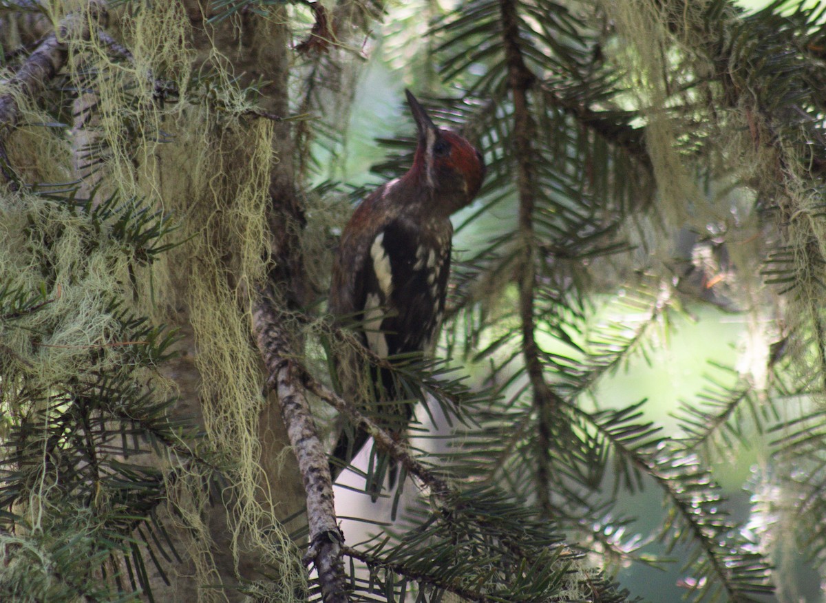 Red-naped x Red-breasted Sapsucker (hybrid) - ML257664191