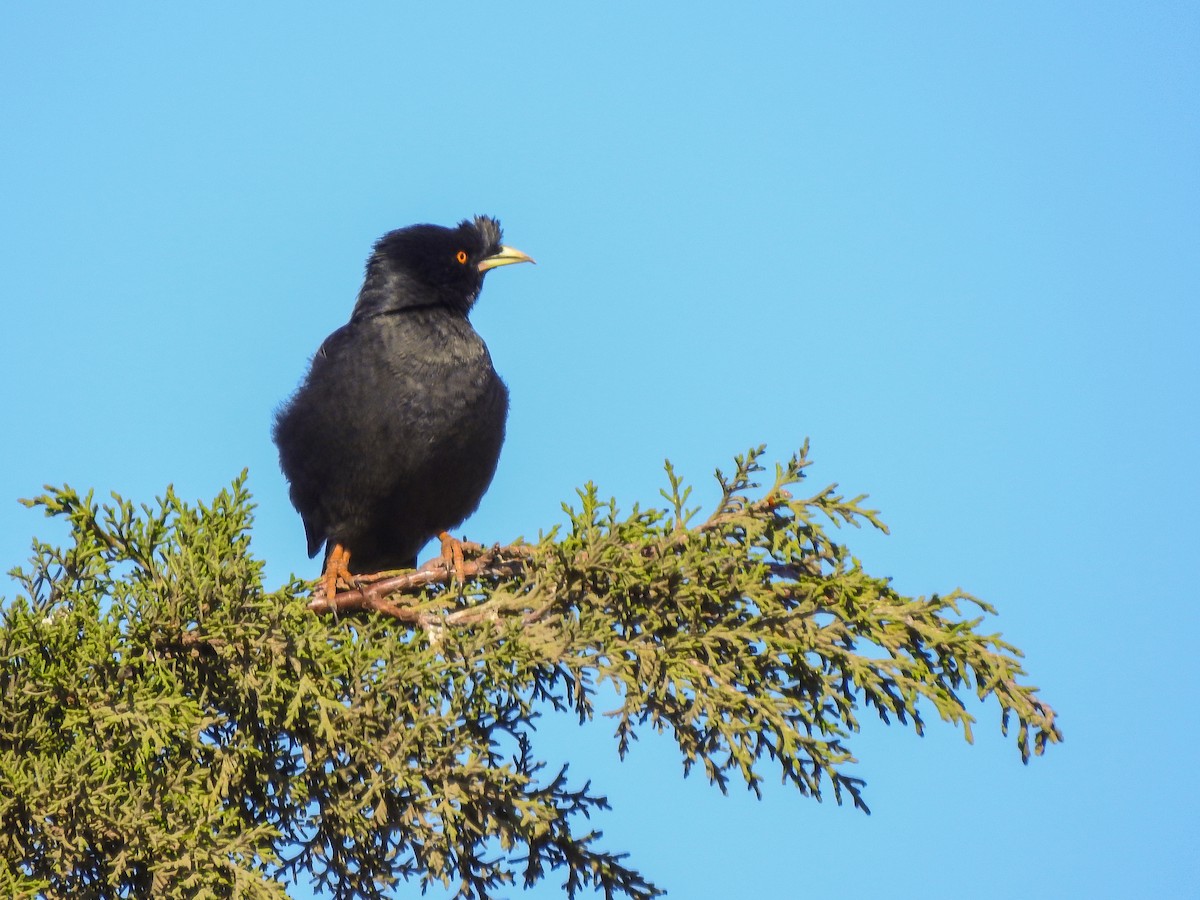 Crested Myna - ML257664431