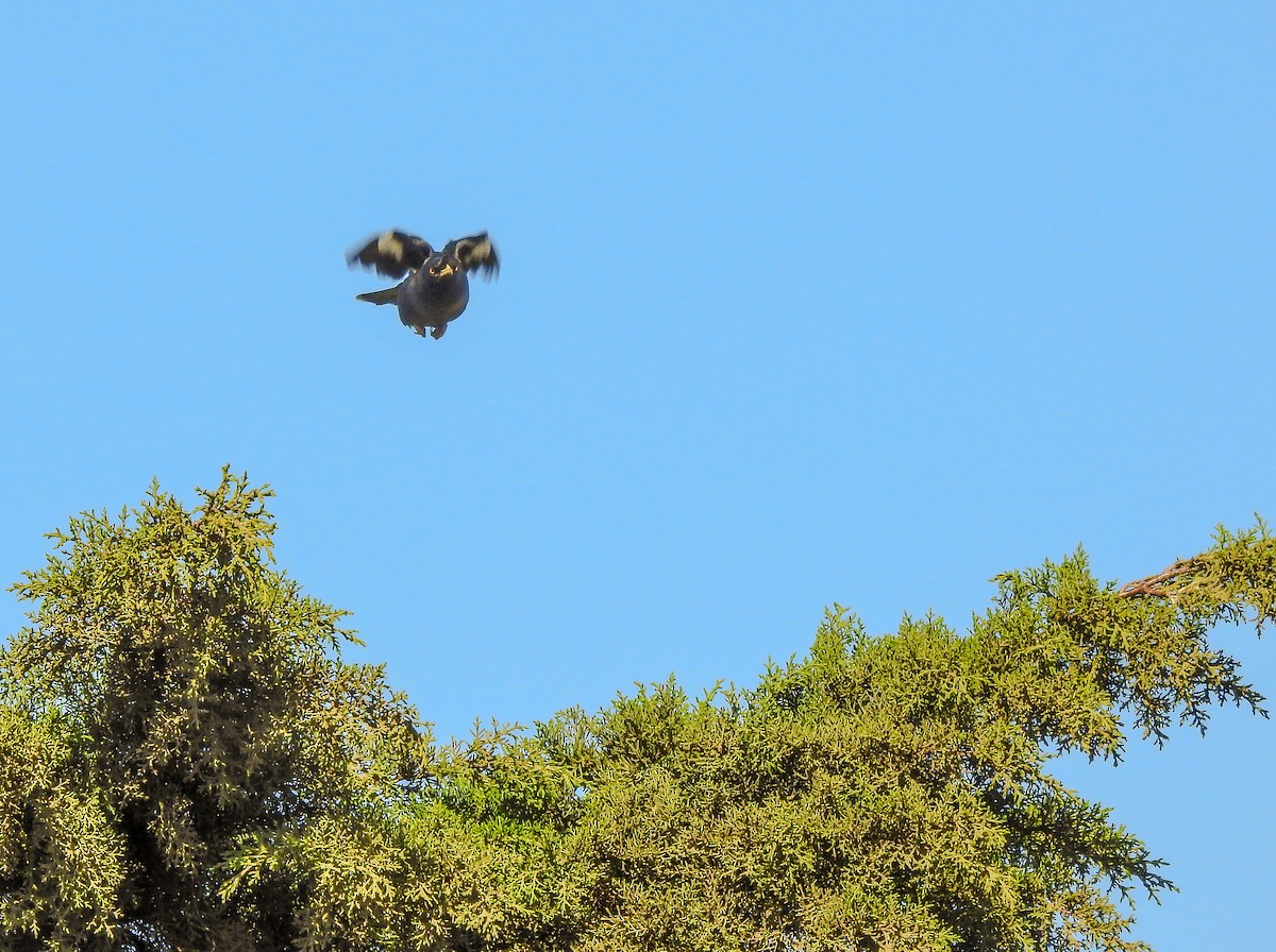 Crested Myna - ML257664471