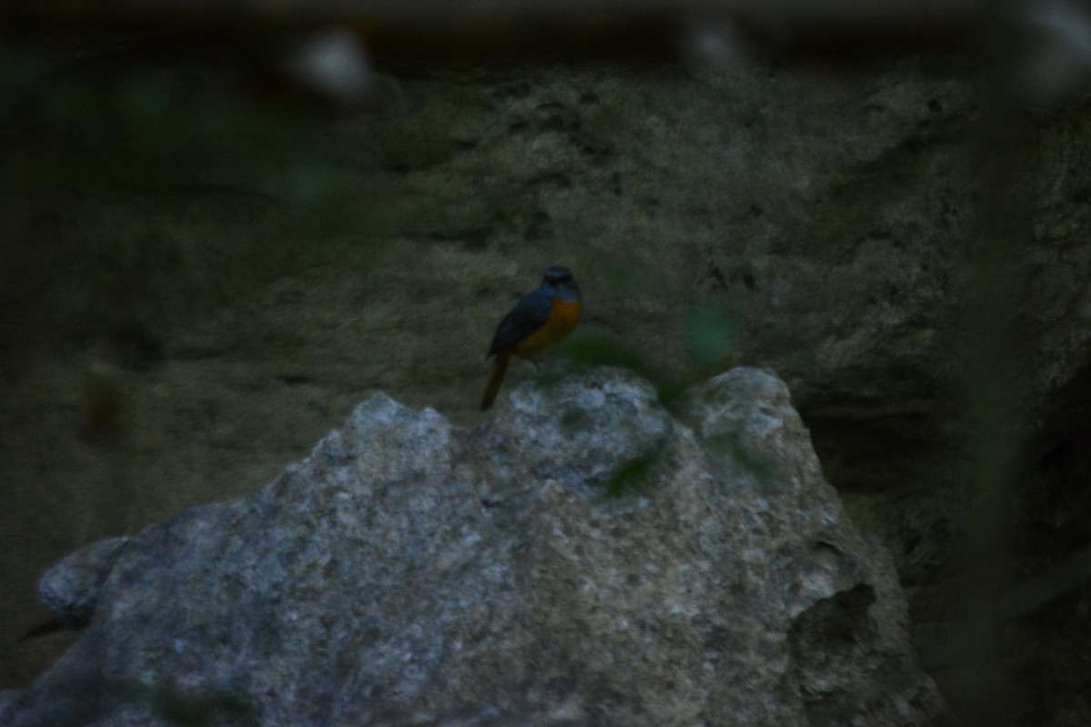 Forest Rock-Thrush - ML257670031